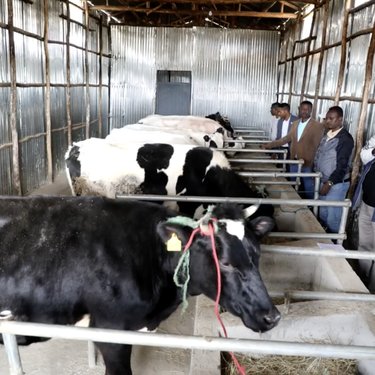 Constructed shed for enhancing dairy production