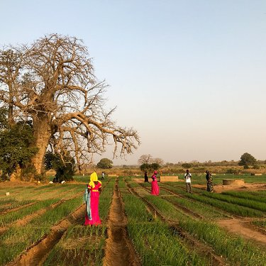 Agricultural land that is part of a project to restore and rehabilitate land to build climate resilience